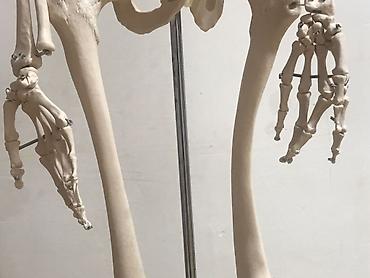 Медтовары: Viva Science tam ölçülü insan skeleti modeli - Brend: VIVA SCIENCE — 7