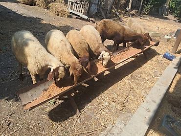 simmental inək cinsi: Qoyunlar – ana sürü üçün - Növ: yerli ətlik-quyruqlu qoyunlar - Say — 3
