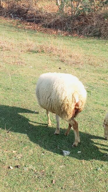 Qoyunlar, qoçlar: Dişi, il: 2, Damazlıq, Ünvandan götürmə — 3
