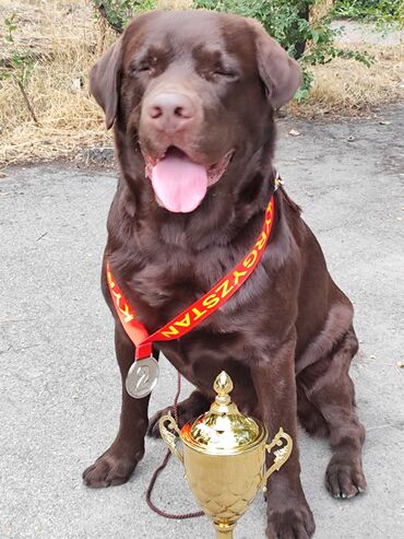 лабрадор собака: ВЯЗКА Лабрадор ретривер шоколадный 3.5 года Юный Чемпион КР Чемпион КР