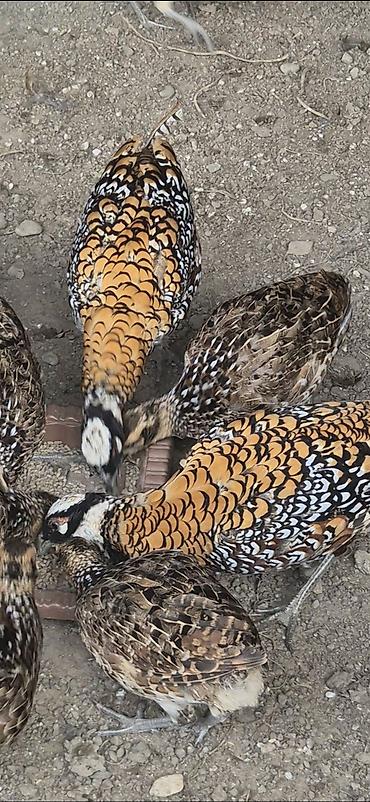 1 kq bugda qiymeti: Kral qorqovulu xaricden gelme damazligdi cox boyuk olur atasi birinci — 6