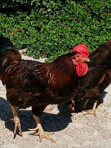 K/t heyvanları və malları: Salam.Toyuqlar 1 xoruz ve 2 fərədir. 3 ü birlikde satılır.Təmiz qan — 2