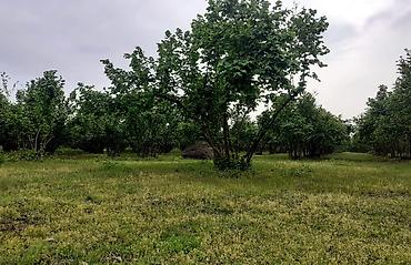 Ağaclar: Fındıq bağı – məhsuldar, baxımlı sahə - Mədəni fındıq kolları — 1