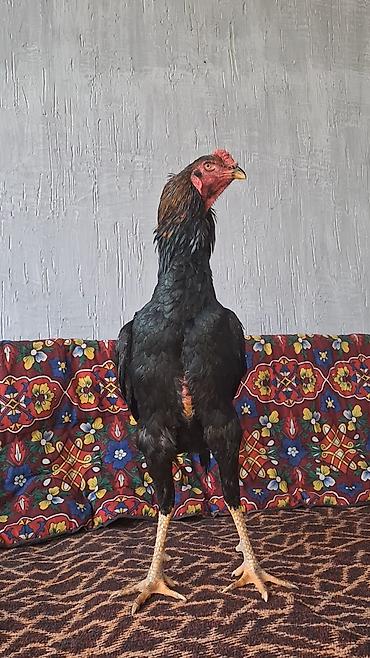 Куры, петухи: Продаю | Петух | Бойцовая | Для разведения — 5
