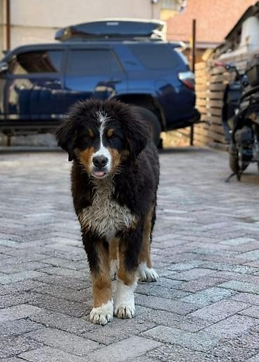Продажа собак: Бернский зенненхунд, 6 месяцев, Самец, С прививкой — 4