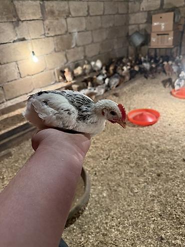 Cücələr: 45,50 günlük tam sağlam aktiv diribaş qarışığ kənd cücələri bütün — 18