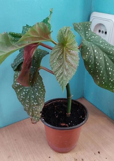 Другой декор и предметы интерьера: Цветы распродажа от 100 сом остатки до 1300 сом. Живу рядом с Дордой — 24