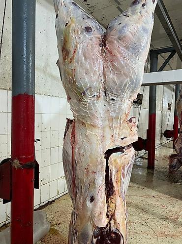 бычки красная речка: Колбасный цех : Коровы, быки, Лошади, кони, | Круглосуточно, Любое состояние, Забитый — 3