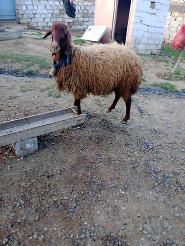 Qoyunlar, qoçlar: Erkək, Qala, il: 1, Damazlıq — 7