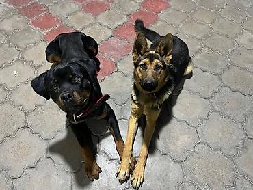 щенок бельгийской овчарки: 🐕 ДРЕССИРОВКА СОБАК | ПЕРЕДЕРЖКА + ОБУЧЕНИЕ 🐾 Опыт работы с собаками — 4