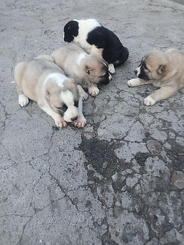 Продажа собак: Щенки Алабай Две большие по 8000 остальные по 6000?рас: палевый с — 2