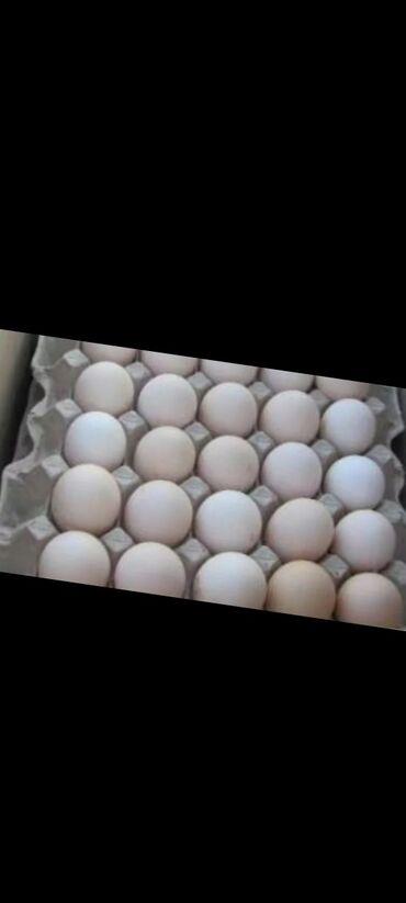 Продаю инкубационые яйцо простих кур несушки адлер