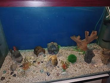 akvarium daş: Dördbucaq akvarium, Boş, 297 l, Ünvandan götürmə — 3