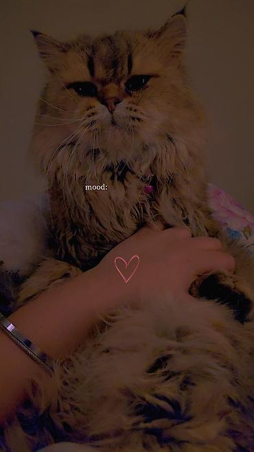 Продажа кошек: Сибирская, 2 года, Мальчик, Золотая шиншилла, Приучена к лотку, Проглистована, С прививками — 3