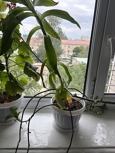 золотой ус купить: Комнатное растение. Золотой ус — 1