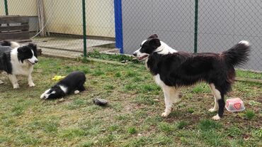 Psi: Border Koli (Collie) veoma iskusan i proveren Mužjak Za Parenje — 2