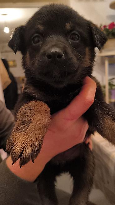 Продажа собак: Щенки, окрас черный с подпалом Описание: - Милые щенки — 4