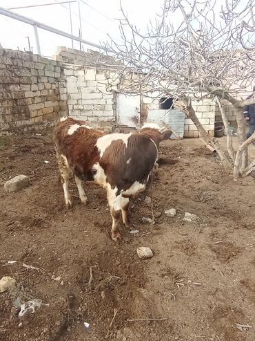 Dana, buzov: 11 aylıq əkəy dana 150 kilo əti var damazlıq yarayır ətdiyə də — 2