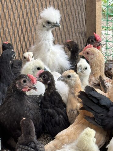 куры халяль оптом: 🐣Продаю декоративные карликовые породы кур и петухов! Отличные