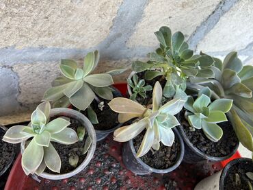 Otaq bitkiləri: Her nov guler var endirimnen verecem Gencedi istiyen yazsin satiş -da lalafo.az — 32 Otaq bitkiləri: Her nov guler var endirimnen verecem Gencedi istiyen yazsin satiş — 32