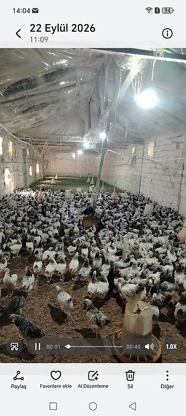 Cücələr: Toyuq cücələri, Damazlıq — 1