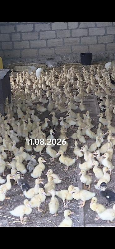 pekin ördeği: 10 gunlik temiz pekin kuban ordekleri 
qiymet 2manat 20 qepik — 2