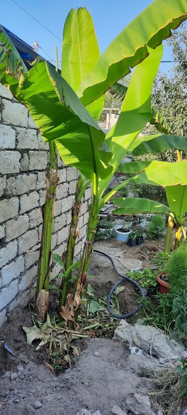 bonsai ağacı haqqında məlumat: Banan ağacı balaca tingler 50 azn boyukler qiymet ferqlidir. iri