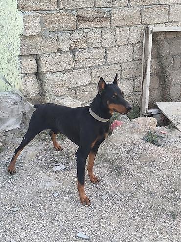 seksi it: Doberman — 10