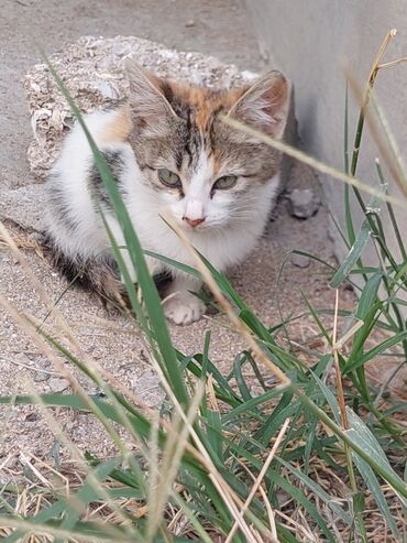 Pişiklər: Yaxşı əllərə -da lalafo.az — 7 Pişiklər: Yaxşı əllərə — 7