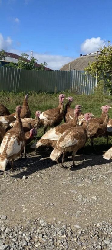 Hinduşkalar: Salam alekum bu hidusqa satandab 5 hidusqa zakaz etmisik pulu atmisiq — 5