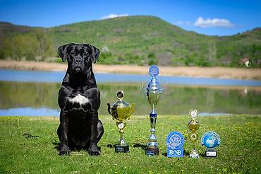 obuca ps: Sa zadovoljstvom predstavljamo novo leglo Cane Corso štenaca iz — 10