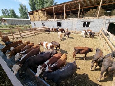 дом для котов: Продаю | Музоо, торпок | Полукровка | На откорм | Племенные