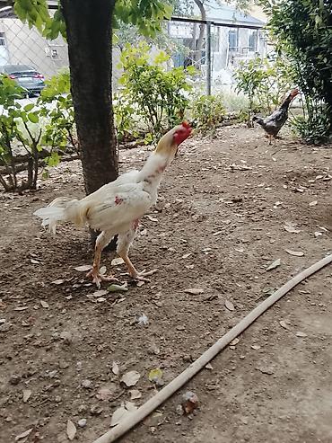 barter xoruz: Saqlamdi 1 il 3 aylıqdı tuleydedi heyvan tükünü deyisenen sora lap — 2