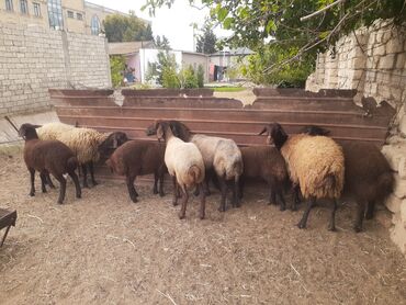 ana bala qoyunlar: Dişi, Qala, il: 1