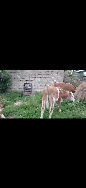 Dana, buzov: Satışda: simmental tipli erkək buzovlar - Rəng: ağ-qəhvəyi ləkəli - — 13