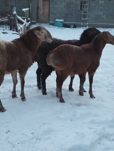 Баран, овца: Продаю | Овца (самка) | Для разведения | Матка — 7