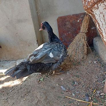herati fərəsi: Təmiz Qan Orginal Macar sortu 6 Aylıq Fərədi tam sağlam aktiv Fərədi — 2