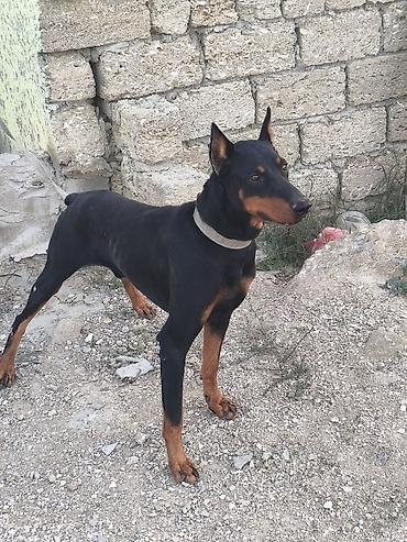 seksi it: Doberman — 4