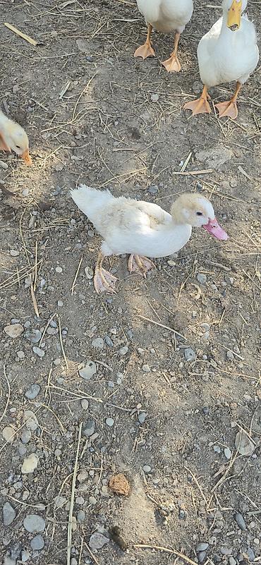Ördəklər: Muscovy (indoutka) ördək balaları - Cins: Muscovy/indo ördək - Yaş — 11
