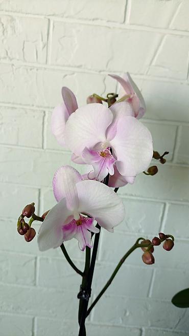 Орхидеи: Большой выбор сортовых орхидей. высота растений 70 см — 18
