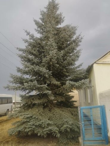 купить саженцы плодовых в бишкеке: Голубой ель и обычный продаються две елки сами заберете голубой ель