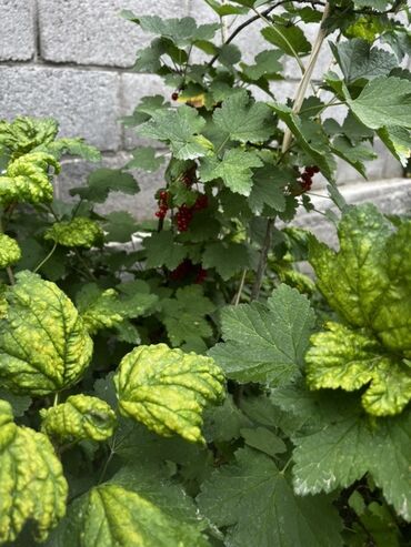 Продажа домов: Дом, 150 м², 4 комнаты, Собственник, Косметический ремонт — 20