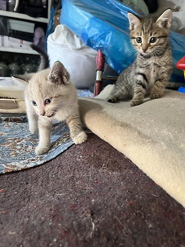 кошка сфинкс с шерстью: Отдам в добрые руки — 5
