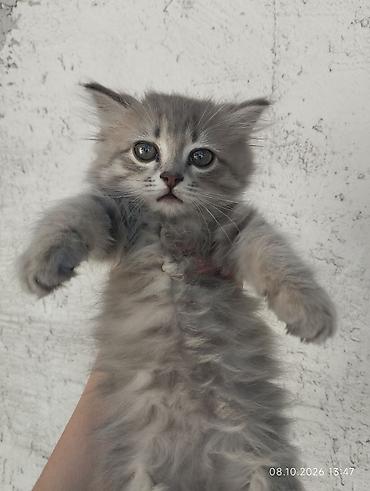 Продажа кошек: Котята, помёт из нескольких малышей.мама вислоухая шотландка Окрас в — 1