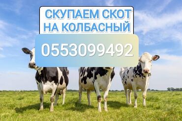 продам кукурузу: Куплю | Коровы, быки, Лошади, кони, Другие с/х животные | Круглосуточно, Любое состояние, Забитый