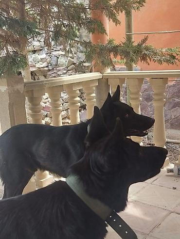 İtlər: Məhsul: Qara rəngli balaca itlər (2 ədəd) Təsvir: - Şəkillərdə qara — 9