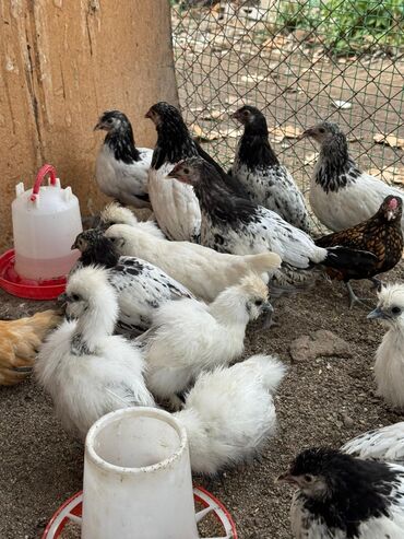 сколько стоит 1 кг домашних пельменей: Всех оптом по 250 сом