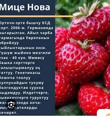 моно моно: Продаю очень реткй сорт клубники очень сочная сладкая вкусная сорт — 9