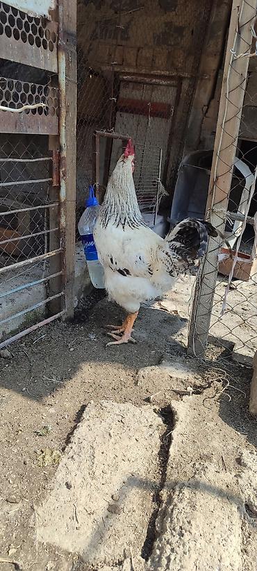 Куры, петухи: Продаю | Куры | Несушки — 3