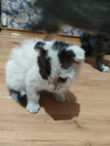 бурма кошка купить: Котята домашние, короткошёрстные. - Окрас: один бело‑чёрный